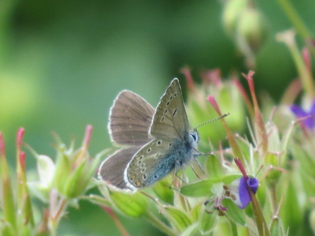 identificazione Lycaenidae